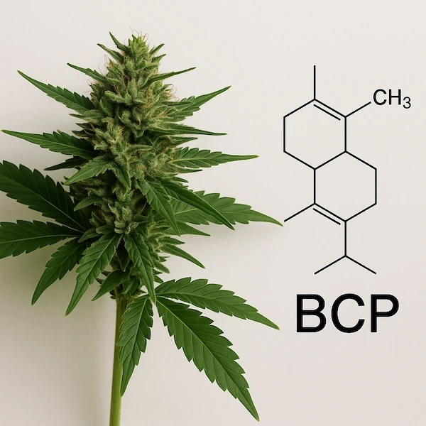 Dampfdestillation von Hanf